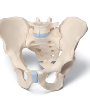 Pelvis masculina en tres piezas