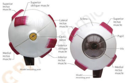 Modelo completo de ojo  con base - Image 2