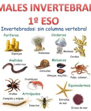 Animales invertebrados