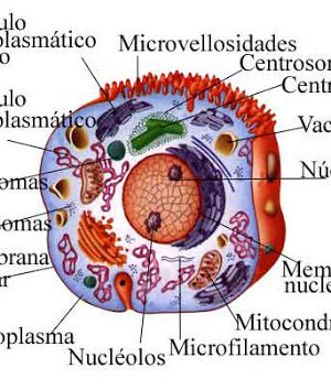 Citología y Embriología