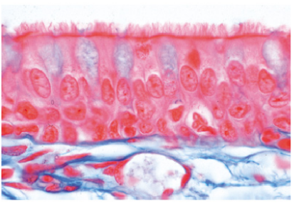 Histología Humana, Colección Grande, Parte I. en español - Image 2