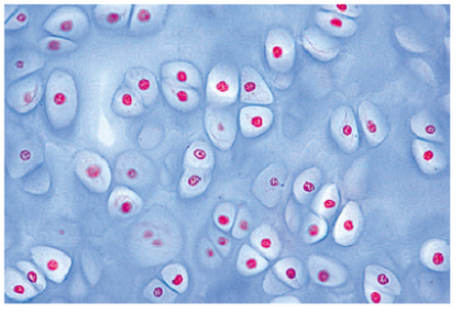 Histología Humana, Colección Grande, Parte I. en español - Image 3