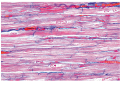 Histología Humana, Colección Grande, Parte I. en español - Image 4