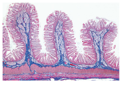 Histología Humana, Colección Grande, Parte I. en español - Image 6