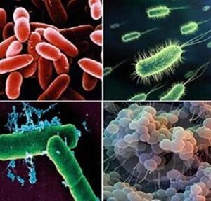 Parásitos y Bacterias Patógenas