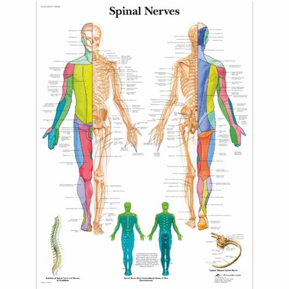 Lamina Spinal Nerves