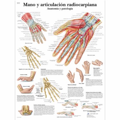 Mano y articulación radiocarpiana Lámina