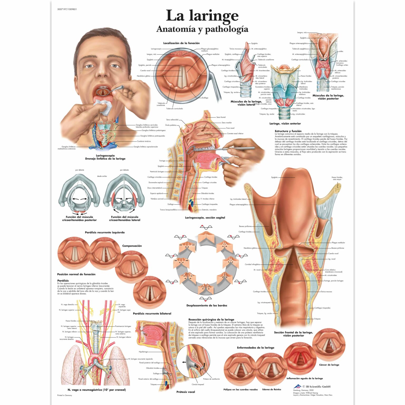 la-laringe-l-mina-anatomical-3d