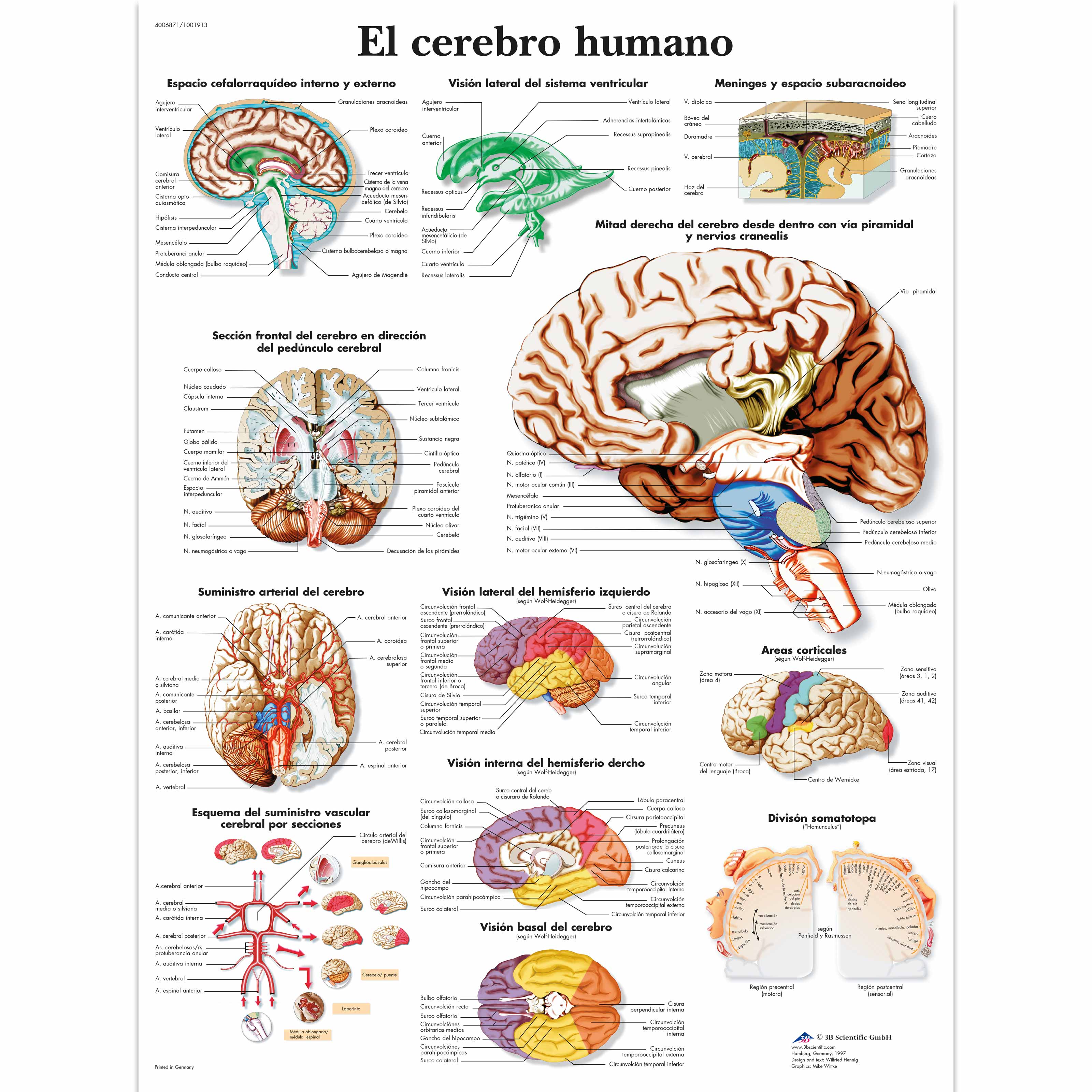 anatomia del cerebro